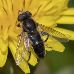 Anasimyia bilinearis