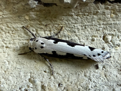 Viper's Bugloss Moth