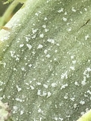 Phyllocoptes fructiphilus