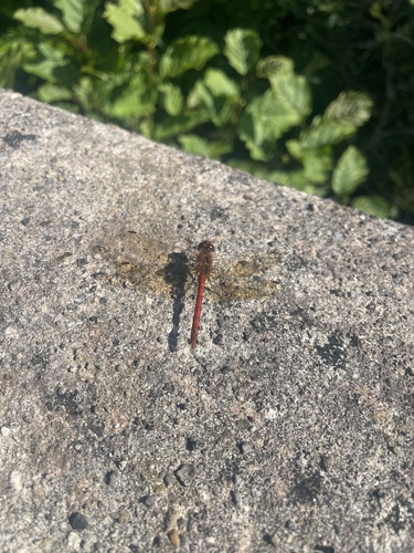 Common Darter