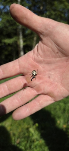 Marbled Orbweaver