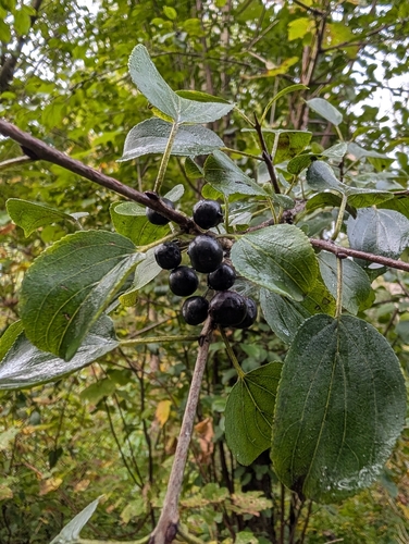 common buckthorn