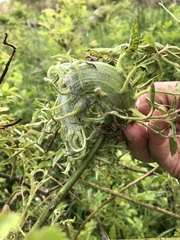 Rose rosette emaravirus