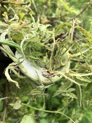 Rose rosette emaravirus