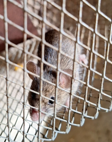 House Mouse