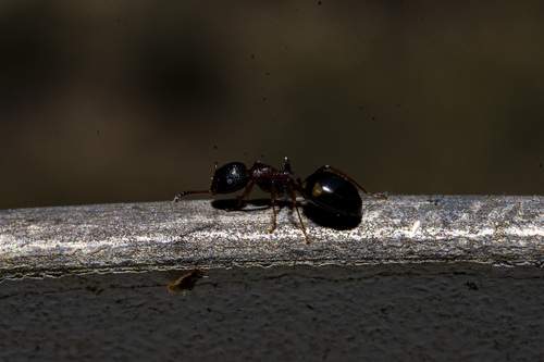 Dolichoderus quadripunctatus