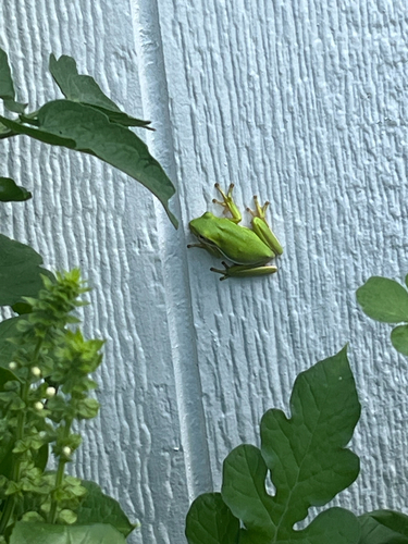 Green Treefrog