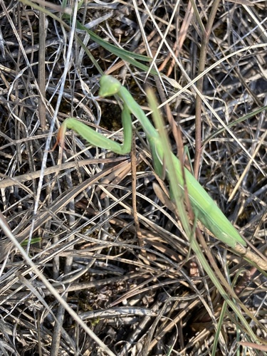 European Mantis