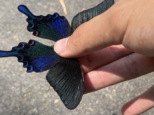 Papilio bianor thrasymedes