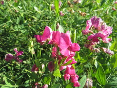 Lathyrus tuberosus, photograph (c) Andrey Sdobnikov, some rights reserved (CC BY)
