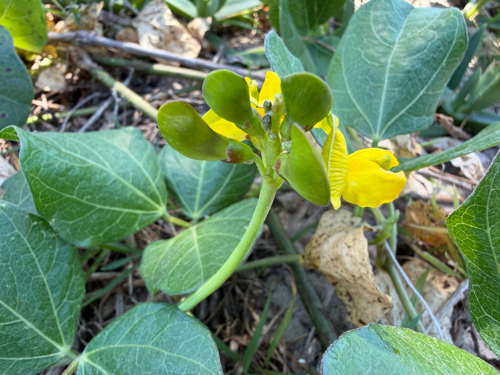 Vigna marina; photograph (c) smathichong, some rights reserved (CC BY)