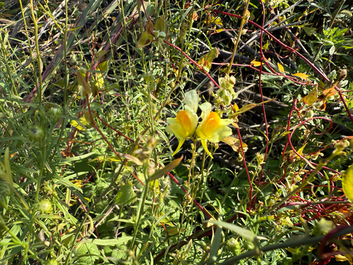common toadflax