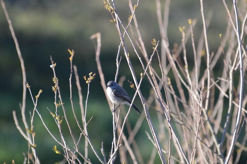 Sooty Tyrannulet