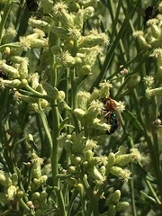 Augochloropsis tupacamaru