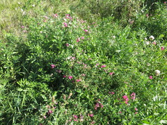 Lathyrus tuberosus, photograph (c) Andrey Sdobnikov, some rights reserved (CC BY)