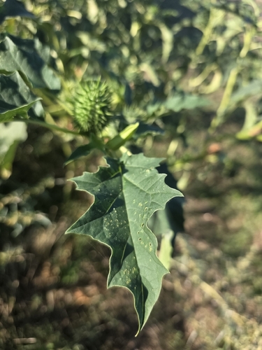 jimsonweed