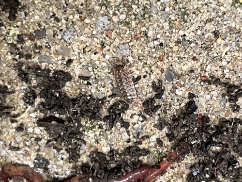 Brickwork Woodlouse