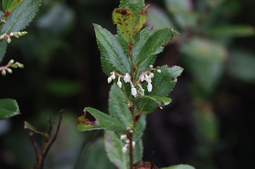 Gaultheria fragrantissima observed 2026-08-27
