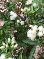 Augochloropsis tupacamaru