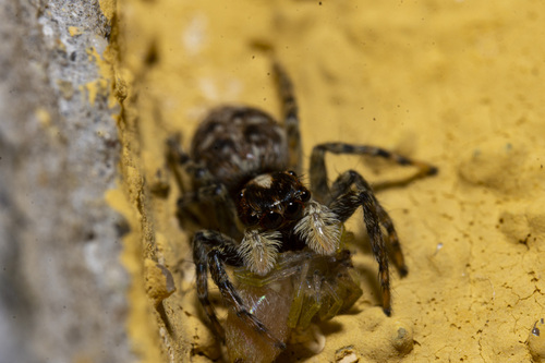 Half-edged Wall Jumping Spider