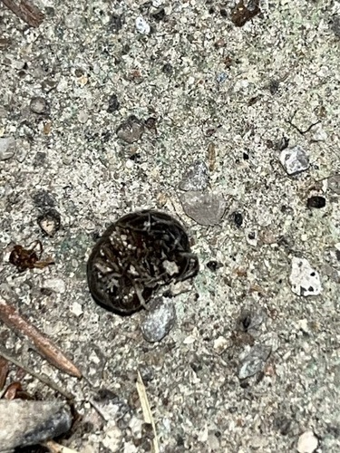 Common Pill Woodlouse
