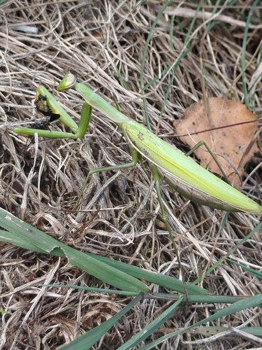 European Mantis