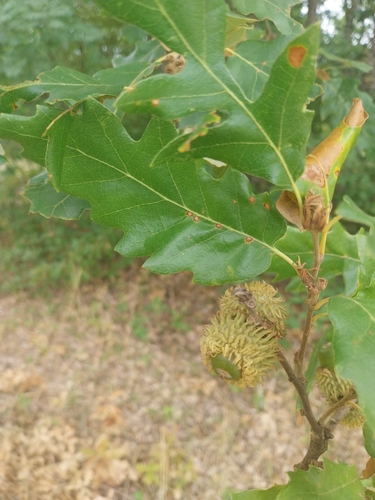Turkey Oak
