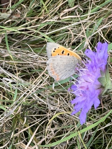 Small Copper