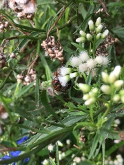 Augochloropsis tupacamaru