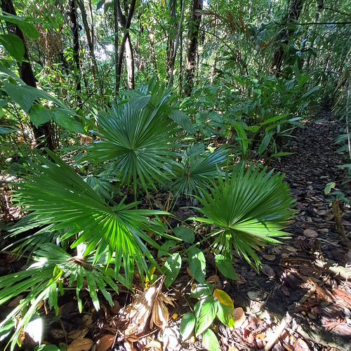 Saribus rotundifolius observed 2026-09-18