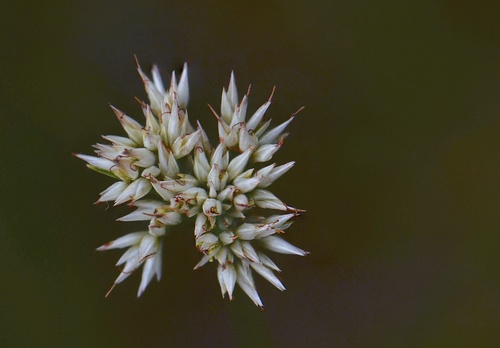 white beak-sedge