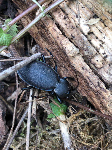 Leather Beetle