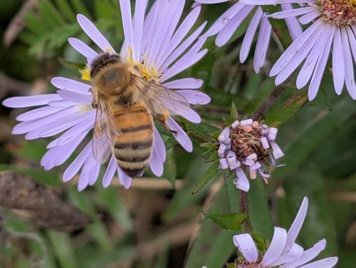 Western Honey Bee
