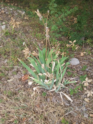 Sweet Iris