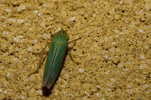 Green Leafhopper