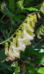 Lathyrus ochroleucus