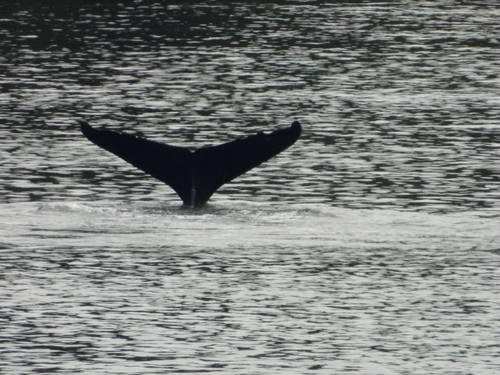 North Pacific Humpback Whale