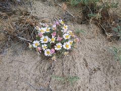 Townsendia florifera