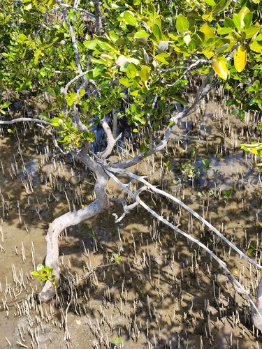Grey Mangrove