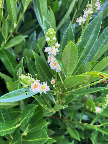 Cherry laurel