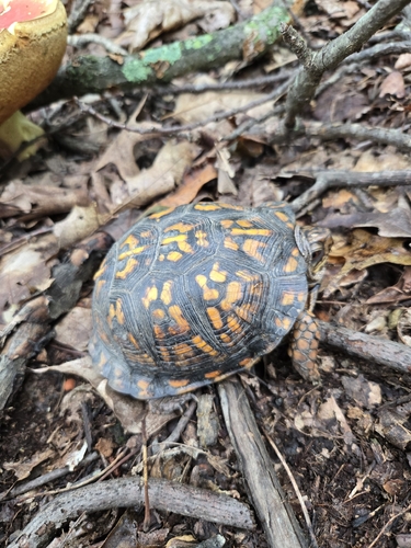 Eastern Box Turtle