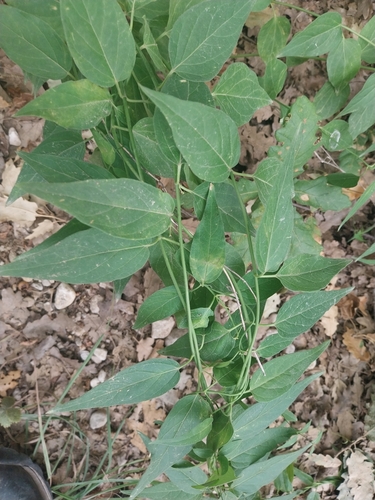 Swallow-wort