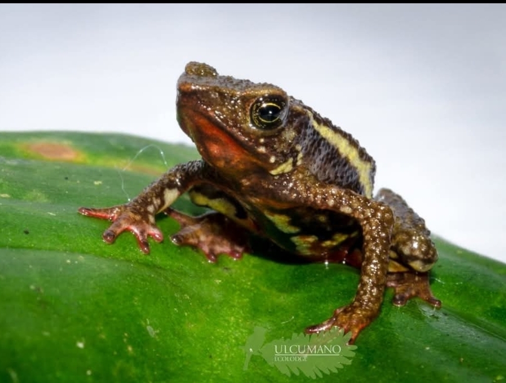 Oxapampa Stubfoot Toad