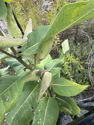 common milkweed