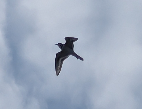 Killdeer