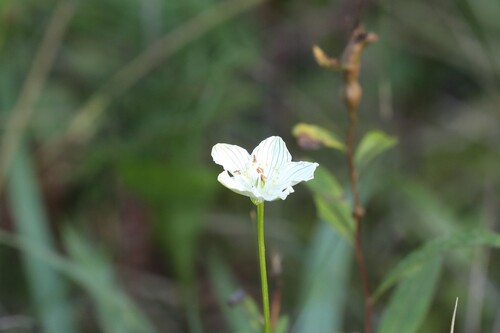 fen grass of Parnassus