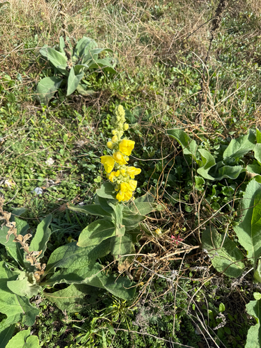 Verbascum phlomoides, photograph 6