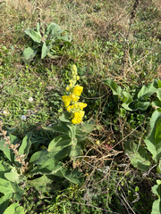 Verbascum phlomoides, photograph author not stated, no rights reserved