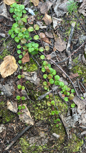 Twinflower