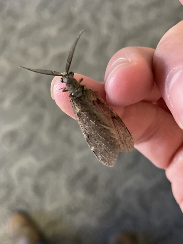 Spring Fishfly